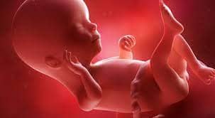 fetal development 16 weeks